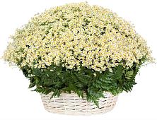Цветочная композиция из Ромашки в корзине #REPLACE_PRED# Девице